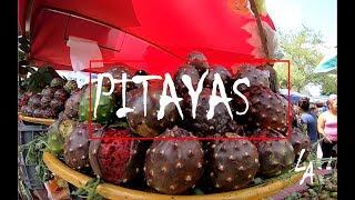 La fruta mas cara de Jalisco | Temporada de PITAYAS