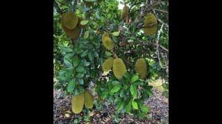 Did You Know There Is A Dwarf Jackfruit Tree