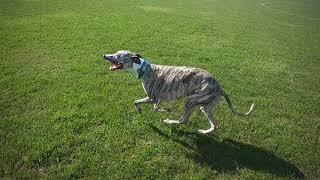 Marley The Whippet