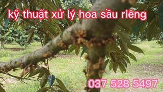 xử lý sầu riêng ra hoa