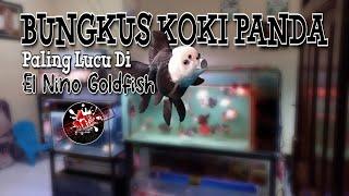 BUNGKUS LAGI! Hunting Ikan Mas Koki Panda  Paling Lucu Di El Nino Goldfish, Khilaf Lagi || GF006