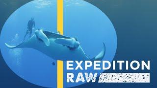 These Giant Manta Rays Just Want to Hang Out | Expedition Raw