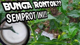 cara mengatasi bunga rontok pada tanaman cabe | mencegah rontok bunga cabe