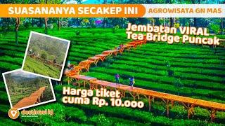 Jembatan Diatas Kebun Teh | Tea Bridge | Argowisata Gunung Mas Puncak - Bogor #destinasiid