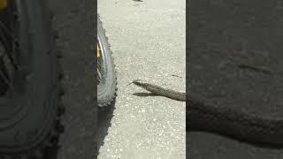 Indian Rat Snake Attacked Me!!! | #shorts #snake #indianratsnake #ratsnake