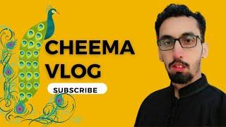 cheema pets official birds setup.#bird #parrot #peacock  #vlog