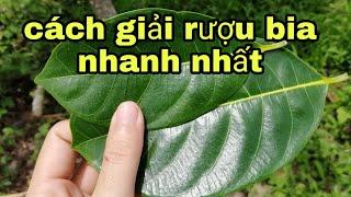 Bỏ túi 3 cách giải rượu bằng lá mít | Bí quyết "NGHÌN LY" không say