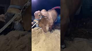 Unloading heavy weight bull / Korbani ka janvar