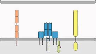 TCR Signaling