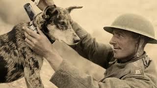 The most famous and celebrated war dogs in history