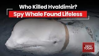 Who Killed Hvaldimir? Russia's Spy Whale Discovered Dead