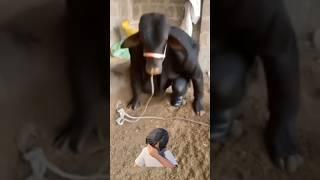 #приколы #подпишись #reels #horse #лошадки #лошади #rek #подпишись #animals