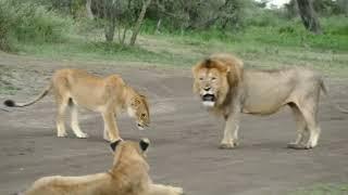 Male and Female Lion Mating