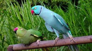 funny parrot videos on youtube