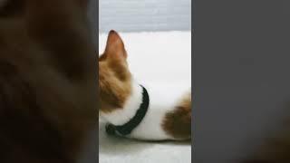 my tikky  #cat #catvideos #catshorts  #cats #kitten #puspin #kittycat #catperson