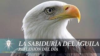 La Sabiduría del Águila | Juan Corazon | Morena Vision [ Reflexiones]