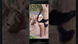 Panda Huibao quickly climbed down the tree to eat bamboo with her mother Aibao #panda  #cute#huibao