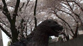 ゴジラと桜@世田谷東宝スタジオ Godzilla and cherry blossoms　@ Toho Studios