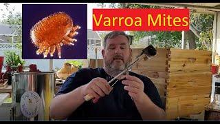 How to do a Varroa Mite Alcohol Wash  / Count.