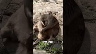 Otters strange behavior #shortvideo #animals #cute #lovestory #otter