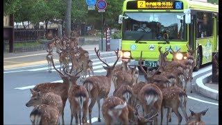 A herd of deer crossing intersection at Nara Park  奈良公園  鹿の群れが横断歩道を渡る