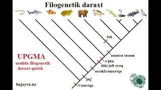 Construction of phylogenetic tree with UPGMA