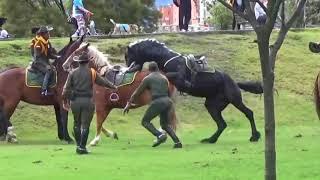 Hermoso caballo pierde el control | Friesian horse loose in park  | Caballo Negro  #animaleshermosos