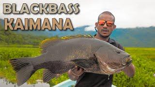 Kaimana Blackbass