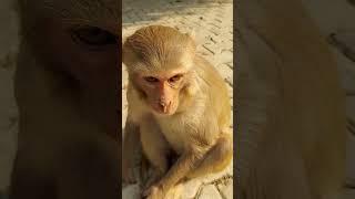 manki monkey  makak baboon macaque monke manky manku bandar #shorts