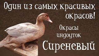 СИРЕНЕВЫЙ. Окрасы индоуток: часть 6. Окрасы мускусных уток