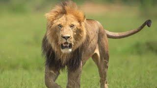 RIP King Olobor : The Hyena Killer | Black Rock King Olobor Is Killed