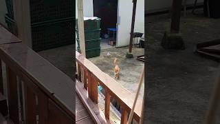 살짝 돌아다녀볼까 #마당냥이 #산골감나무집