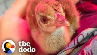 Tiny Abandoned Peahen Finds her True Colors | The Dodo Little But Fierce