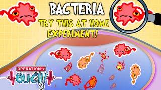 Where Does Bacteria Live in Your Body?  | Full Episode | Experiments for Kids | Operation Ouch