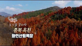 늦가을 끝자락 - 충북 옥천 화인산림욕장