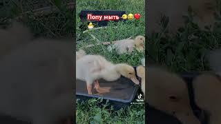 Наше подворье Кукурузка и ,,ко,, #харьков #инкубация #лето #кобб500 #инкубатор #утята #малыши