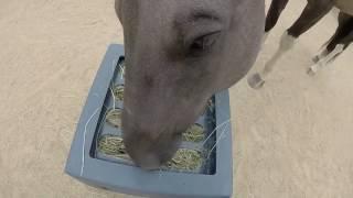 Savvy Feeder: How horses forage from the Savvy Feeder grate