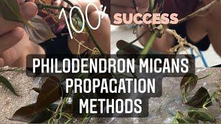 How to propagate Philodendron Micans? | Water Propagation | Sphagnum Moss Propagation