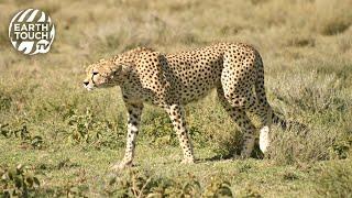 Cheetah loses kill to hyena and vultures
