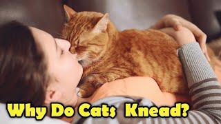 Why Do Cats Knead? - The Cutest Facts About Cats!