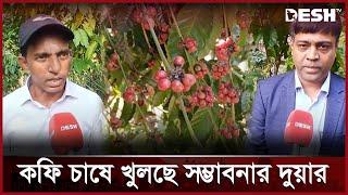 মৌলভীবাজার পাহাড়ি টিলায় কফি চাষের উজ্জ্বল সম্ভাবনা | Moulvibazar | Coffee | News | Desh TV