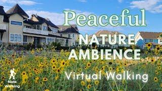 1 HOUR Virtual Walk -  Background Ambience- McIntosh Lake at Sunrise - Longmont, Colorado