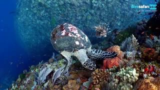 Diving Komodo's Batu Bolong