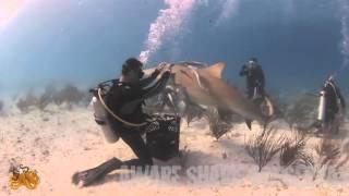 PLAYING WITH LEMON SHARKS