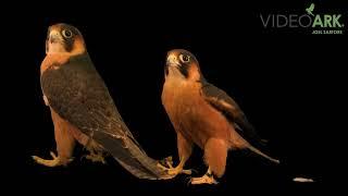 A male and female Taita Falcon (Falco fasciinucha), at the Peregrine Fund in Boise, Idaho.