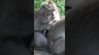 The Vibrant Journey of Baboon Life