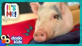 This Pig Has To Act Like A Dog OR ELSE! | Dodo Kids | It’s Me!