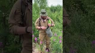 Picking of fireweed leaves for famous Russian tea.