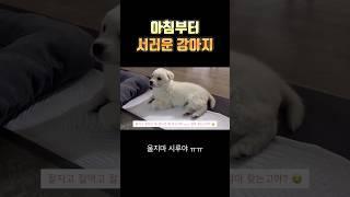 휴만과의 동거 이틀차 강아지 반응 #강아지일상 #강아지브이로그 #강아지성장일기 #진도믹스 #반려견 #귀여운강아지 #아기강아지 #가족 #적응  #shorts