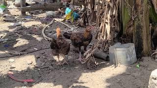 QUE CANTIDAD DE COMIDA SE LE DA A UN GALLO EN CUIDO